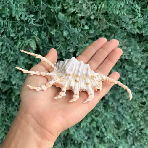 Lambis Scorpius Concha do Mar Cod 04