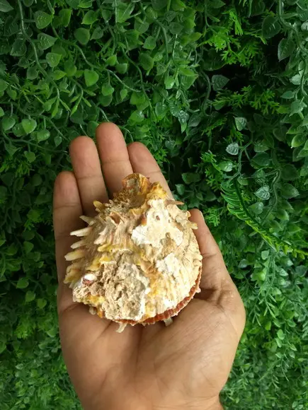 Ostra natural 05