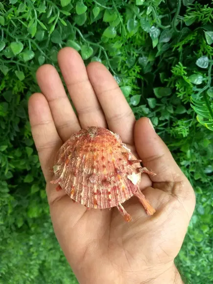 Ostra natural 04