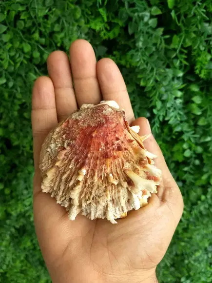 Ostra natural 05
