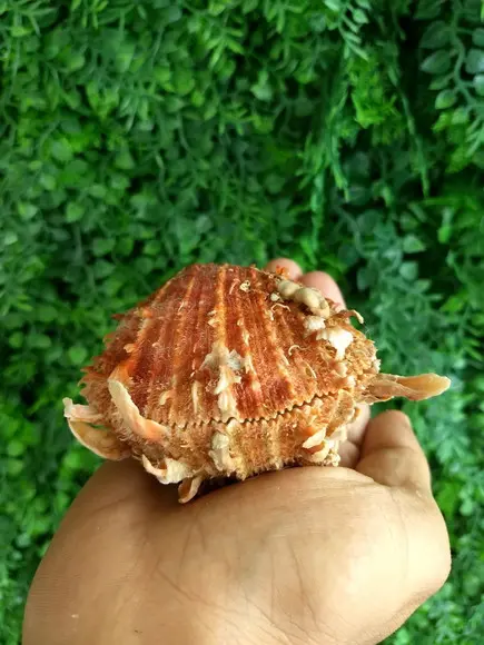 Ostra natural 10