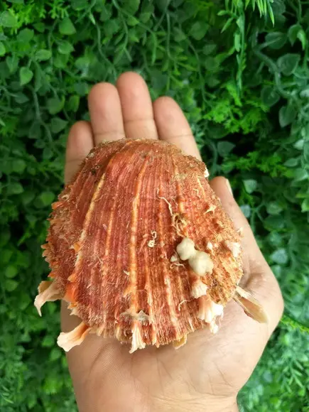 Ostra natural 10