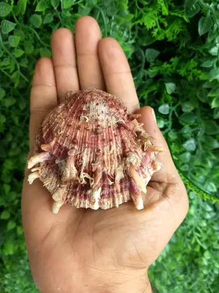 Ostra natural 08
