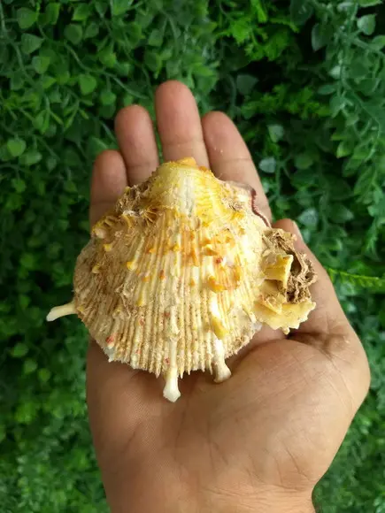 Ostra natural 07