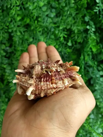 Ostra natural 08