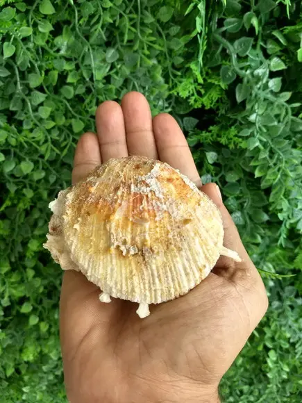 Ostra natural 07