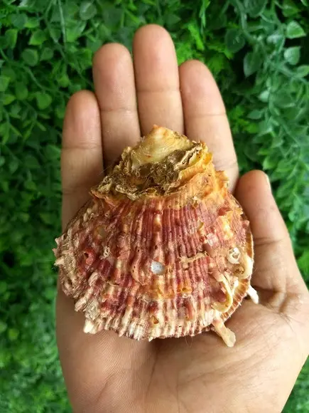 Ostra natural 08