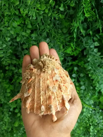 Ostra natural 10