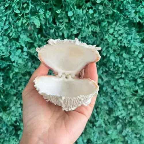 Ostra Natural 103