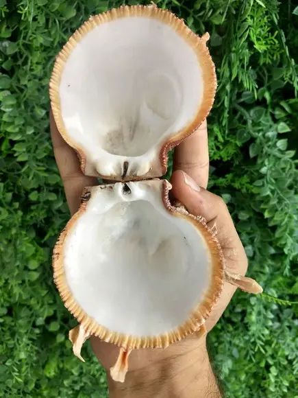 Ostra natural 10
