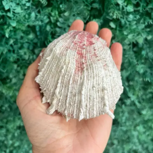 Ostra Natural 103
