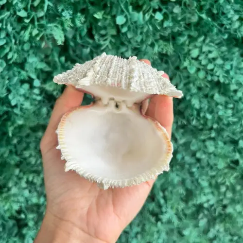 Ostra Natural 103