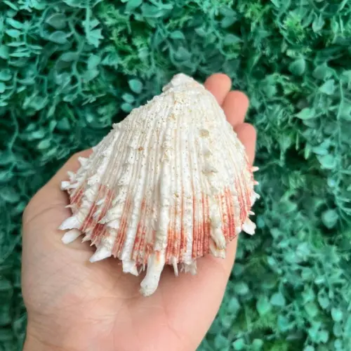 Ostra Natural 102