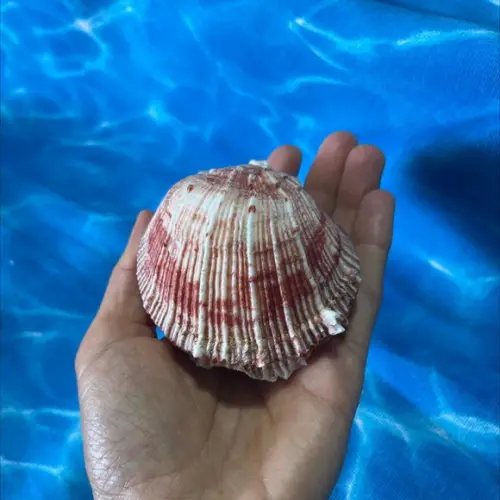 Ostra Natural 43