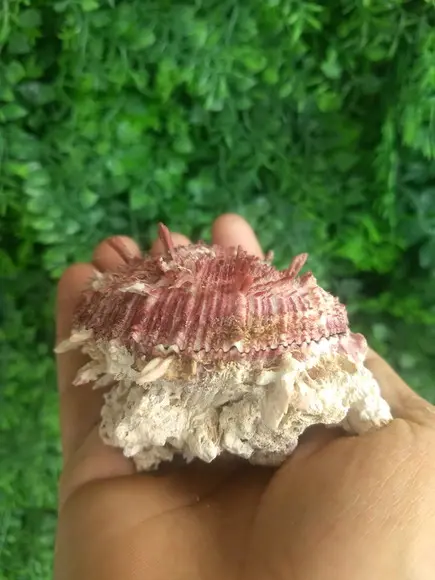 Ostra natural 11