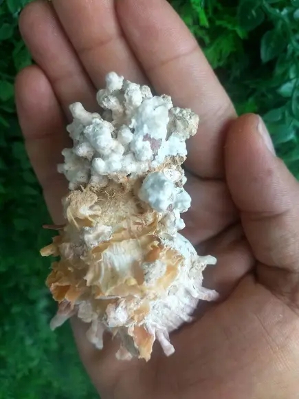 Ostra natural 13
