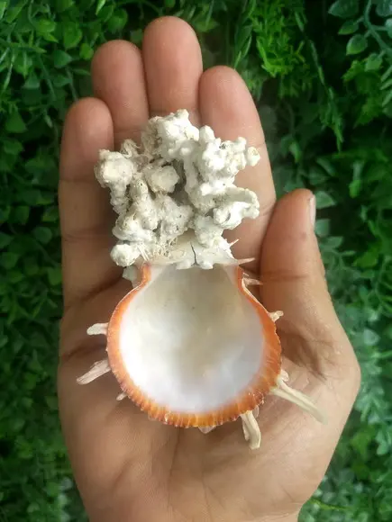 Ostra natural 13