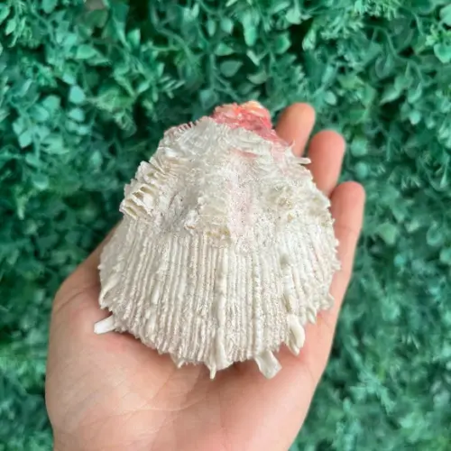 Ostra Natural 103