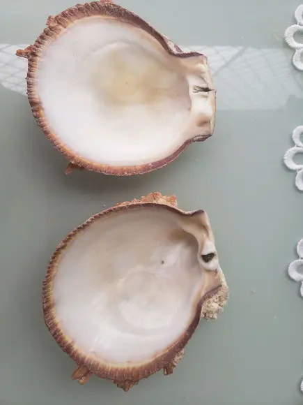 Ostra natural 57