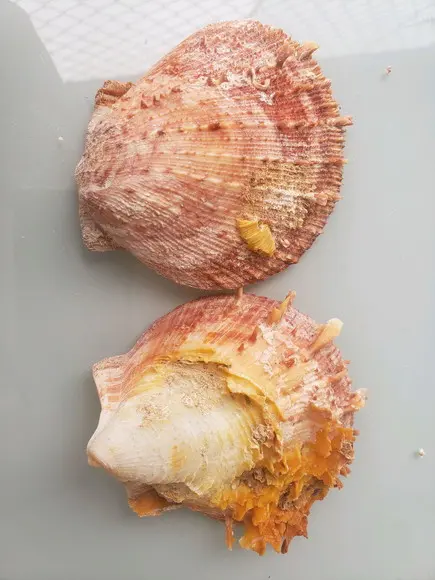 Ostra natural 58