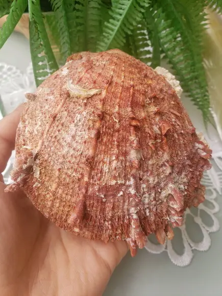 Ostra natural 57
