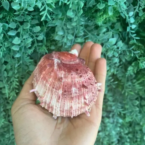 Ostra Natural 44