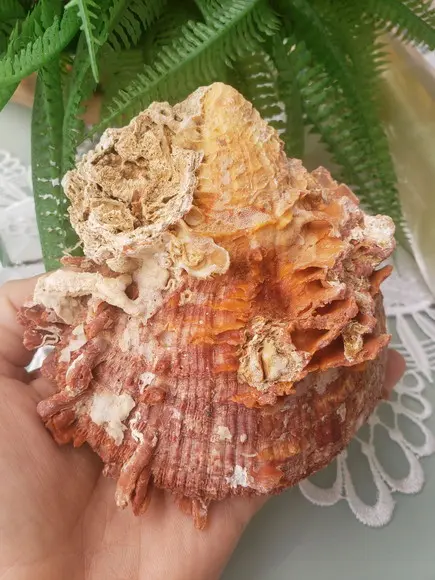 Ostra natural 57