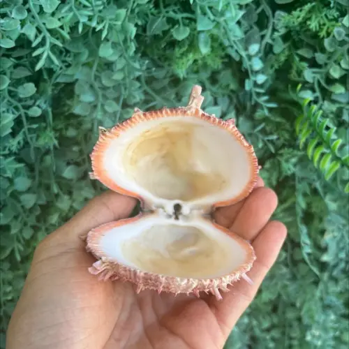 Ostra Natural 44