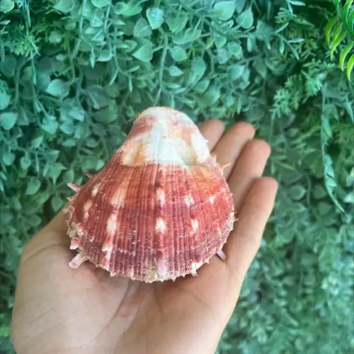 Ostra Natural 44