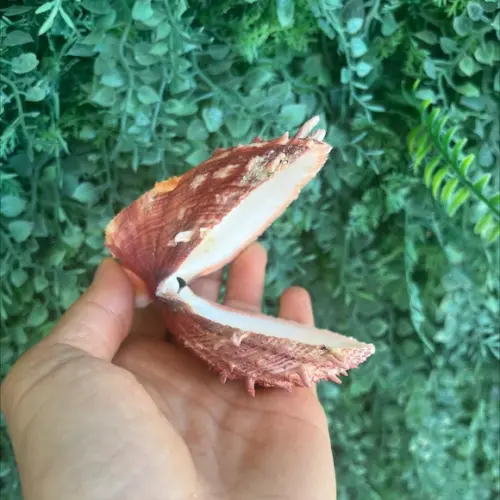 Ostra Natural 44