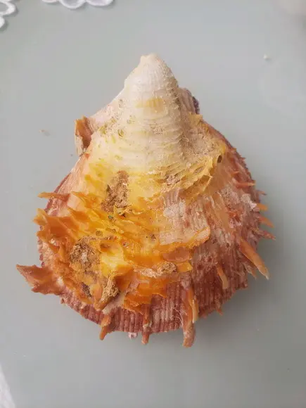 Ostra natural 58
