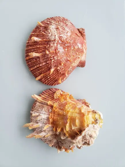 Ostra natural 61
