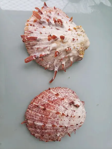 Ostra natural 62