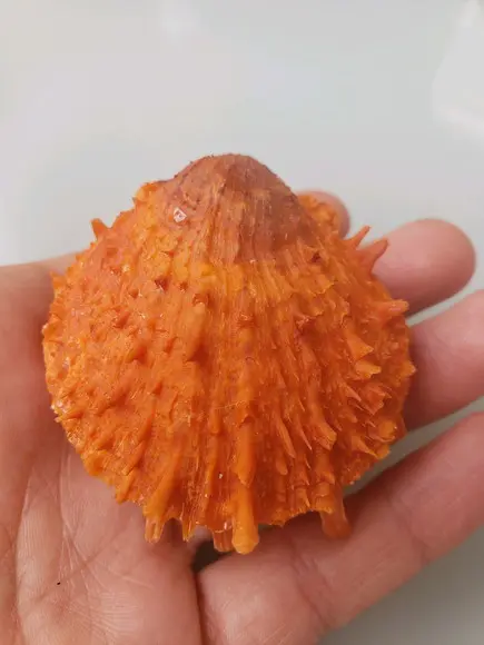 Ostra natural 85