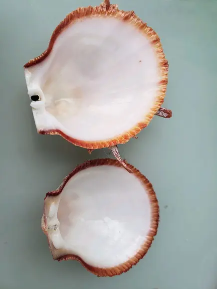 Ostra natural 62