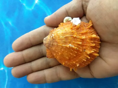 Ostra natural Spondyllus Barbatus 16