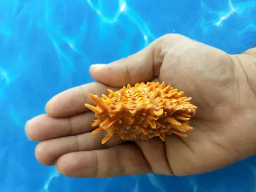 Ostra natural Spondyllus Barbatus 15