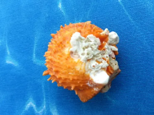 Ostra natural Spondyllus Barbatus 16