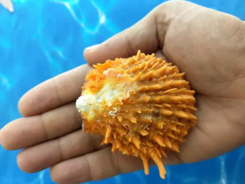 Ostra natural Spondyllus Barbatus 15