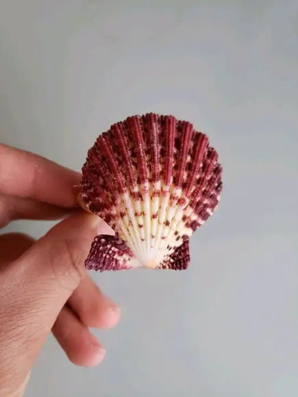 Porta guardanapo de conchas