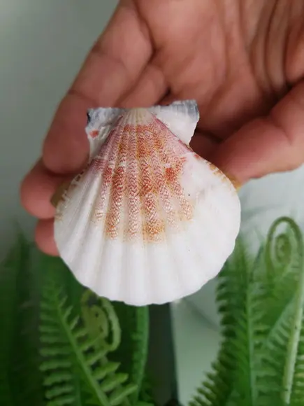 Porta Guardanapo de Conchas