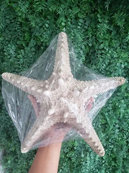 Promoção Estrela do Mar de Resina Gg