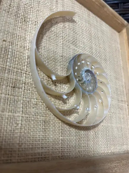 Quadro Nautilus