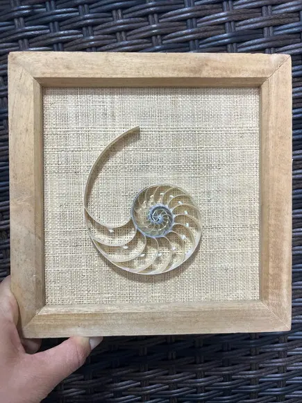 Quadro Nautilus
