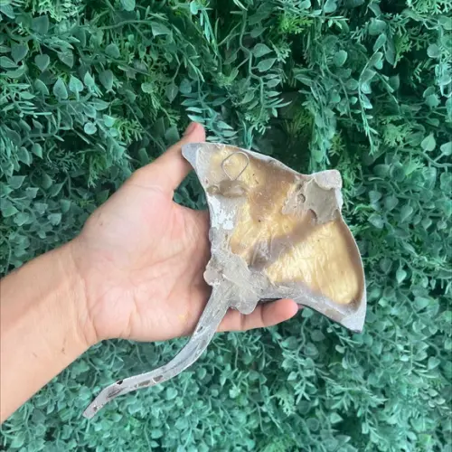 Raia de Parede Fibra P 20 cm