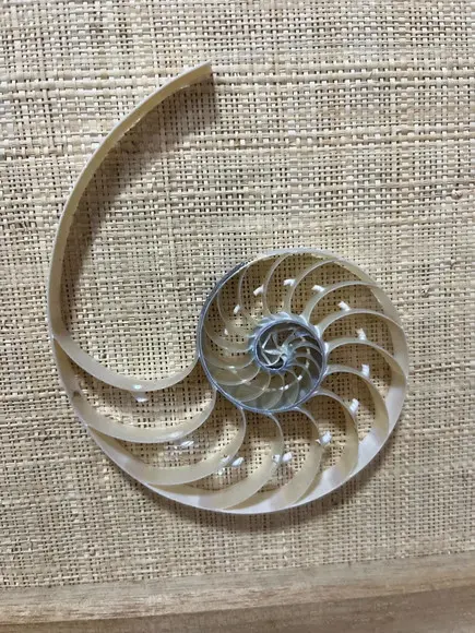 Quadro Nautilus