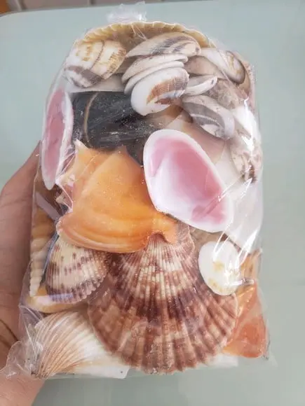 Saco de Conchas do Mar Natural