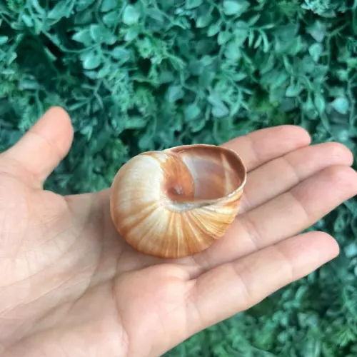 Roman Snail 01