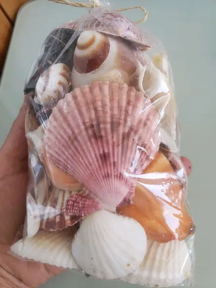 Saco de Conchas do Mar Natural