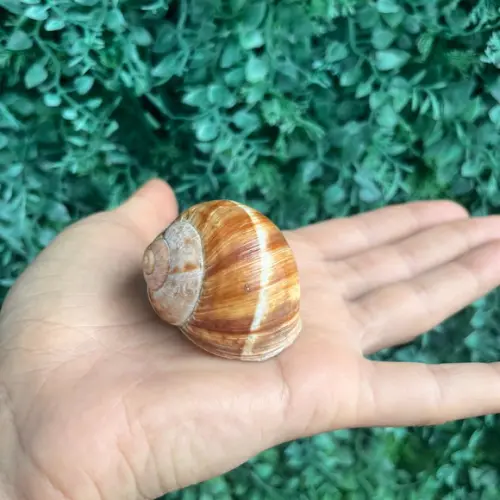 Roman Snail 01